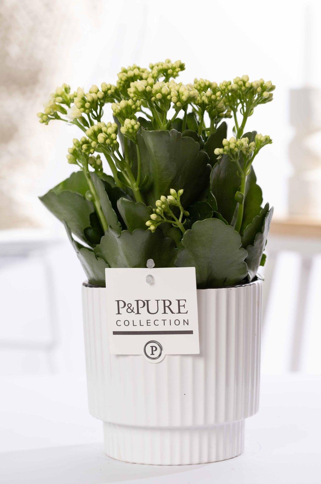 Kalanchoe White In P&PURE Ivy Ceramics - Ø12cm - ↕27cm