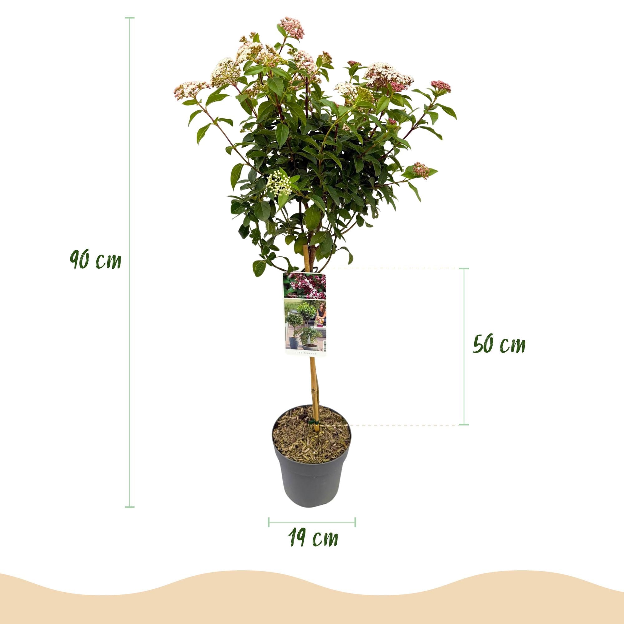 Plant op Stam - Viburnum tinus - Terras Plant - Bladhoudend - Winterhard - Wit-Roze Bloem - Pot 19cm Hoogte 90cm