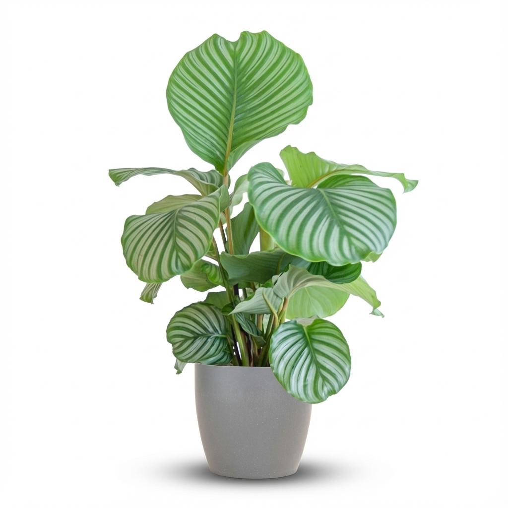 Calathea Orbifolia met Potter grijs - 65cm - Ø21