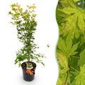 Tuinplant - Acer palmatum Orange Dream - Japanse Esdoorn - Bladverliezend - Oranje - 1 - Pot 26cm - Hoogte 90cm