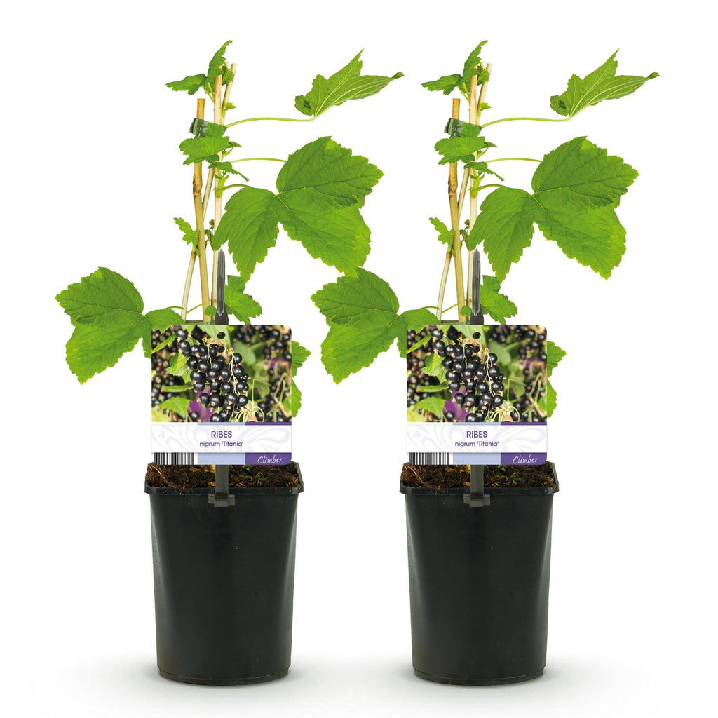 Fruitplant - Zwarte bes - Ribes nigrum Titania - Zwarte Bes - 2 planten -  Pot 11cm Hoogte 40cm