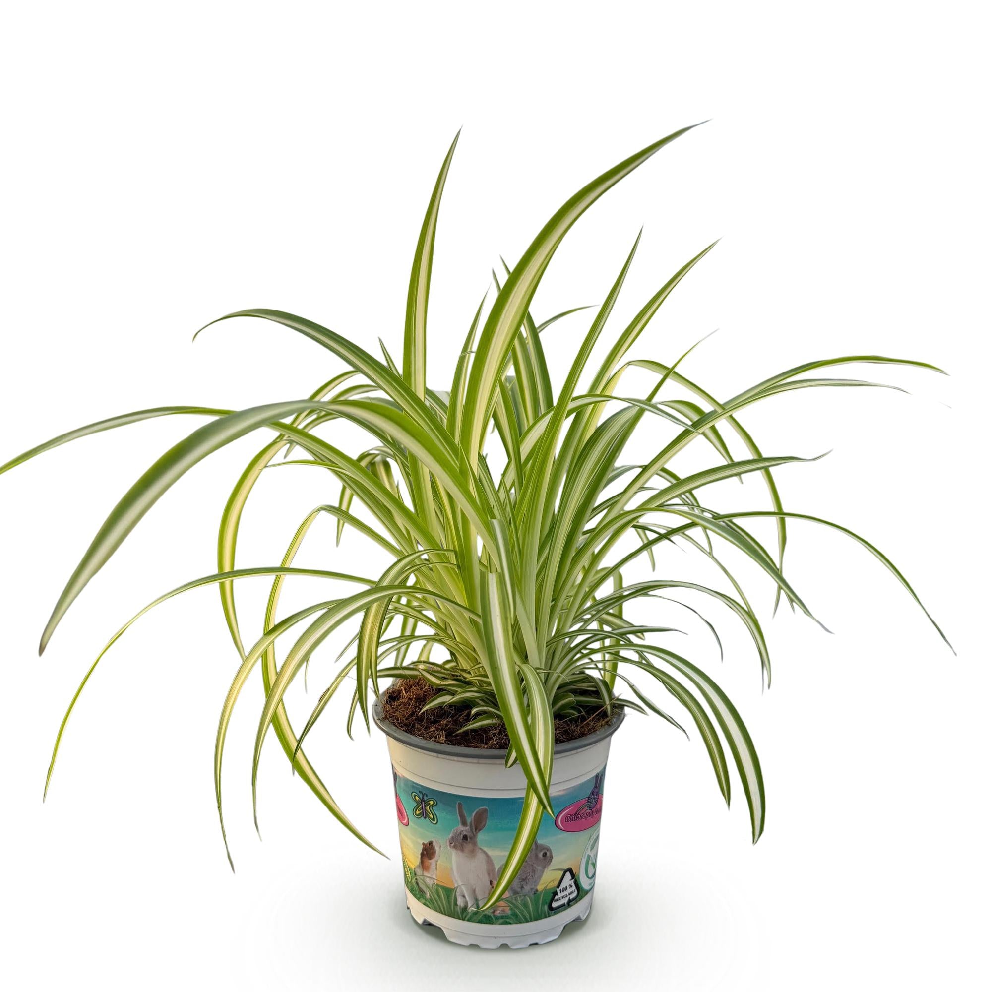 Kamerplant - Chlorophytum comosum Variegatum - Bonte Graslelie - Huisdiervriendelijke Plant - Groen - 1 Plant - Pot 12cm - Hoogte 20cm