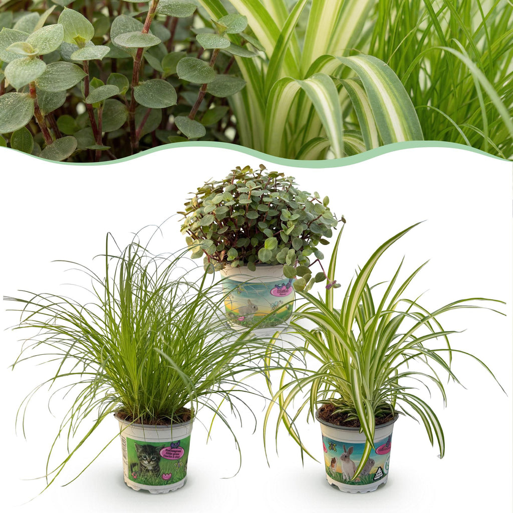 Kamerplant - Cyperus - Calissia - Chlorophytum - Mix van 3 - Huisdiervriendelijke Planten - Groen - 3 Planten - Pot 12cm - Hoogte 20cm