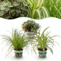 Kamerplant - Cyperus - Calissia - Chlorophytum - Mix van 3 - Huisdiervriendelijke Planten - Groen - 3 Planten - Pot 12cm - Hoogte 20cm