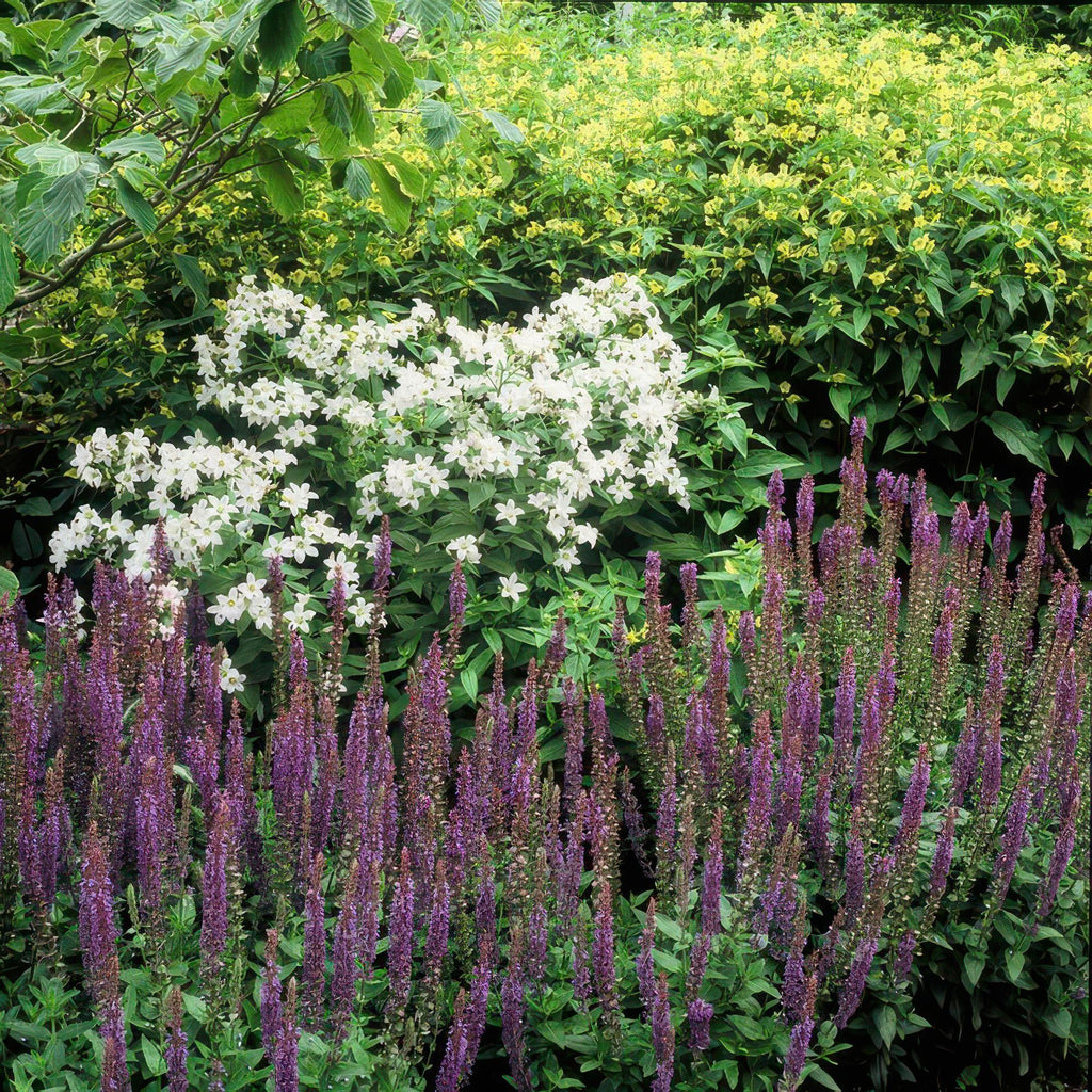 48x Salvia nem. 'Ostfriesland' - ↕10-25cm - Ø9cm