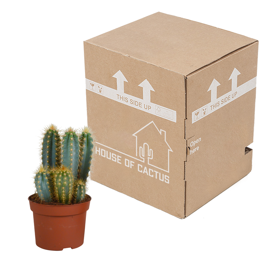 Pilosocereus azureus - - - 12cm