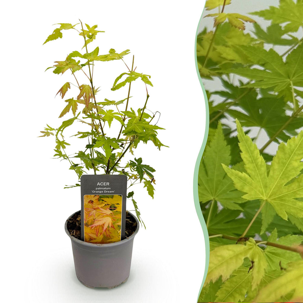 Tuinplant - Acer palmatum Orange Dream - Oranje - 1 Plant - Bladverliezend - Weinig Onderhoud - Pot 12cm Hoogte 35cm