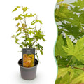 Tuinplant - Acer palmatum Orange Dream - Oranje - 1 Plant - Bladverliezend - Weinig Onderhoud - Pot 12cm Hoogte 35cm
