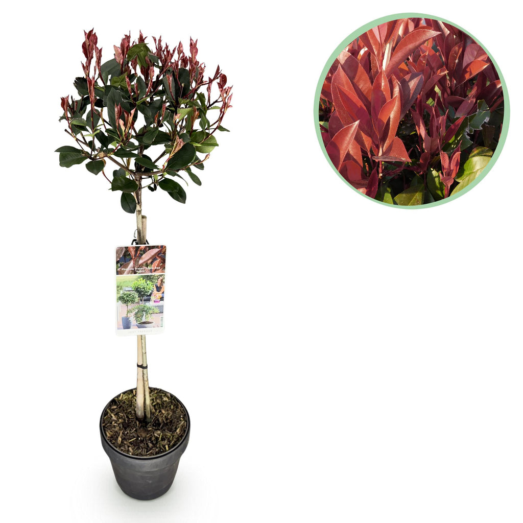 Plant op Stam - Photinia fraseri Little Red Robin - Terras Plant - Bladhoudend - Winterhard - Groen-Rood Blad - Pot 19cm Hoogte 90cm