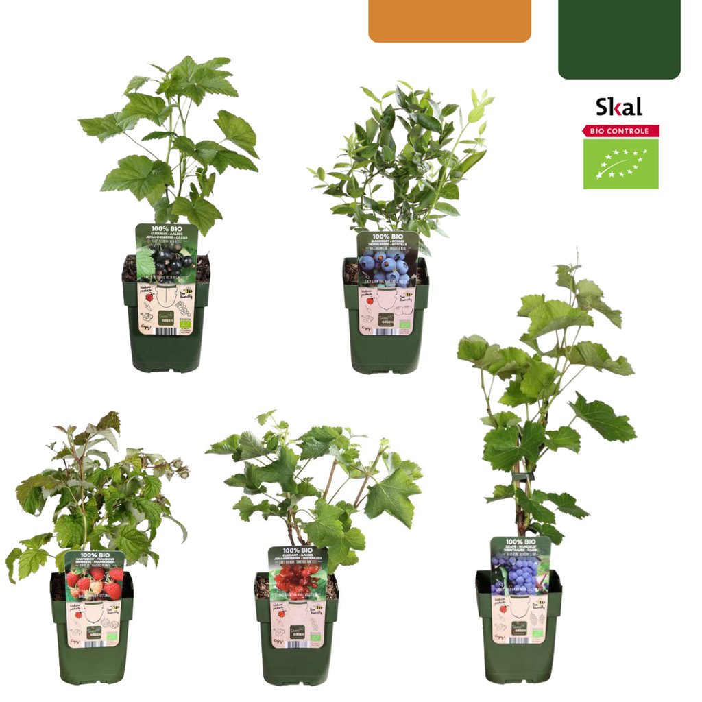 "Vruchten oase" BIO Fruitplanten mix set van 5 verschillende soorten