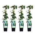 4x - Lonicera japonica 'Halliana' - ↨65cm - Ø15