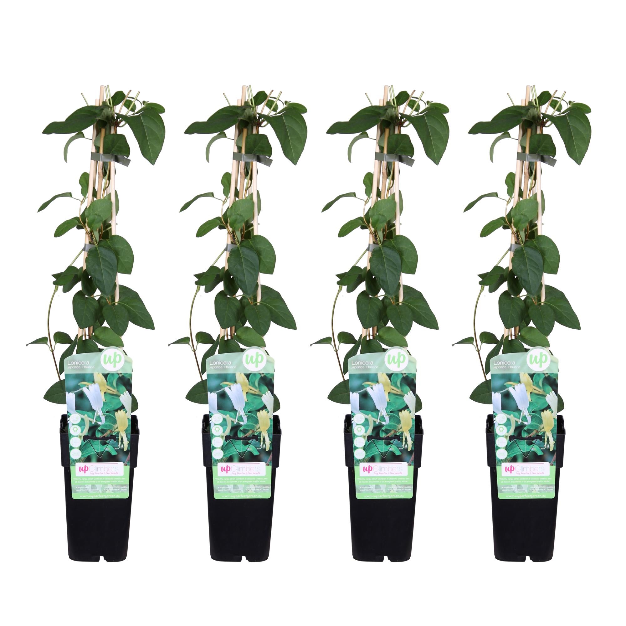 4x - Lonicera japonica 'Halliana' - ↨65cm - Ø15