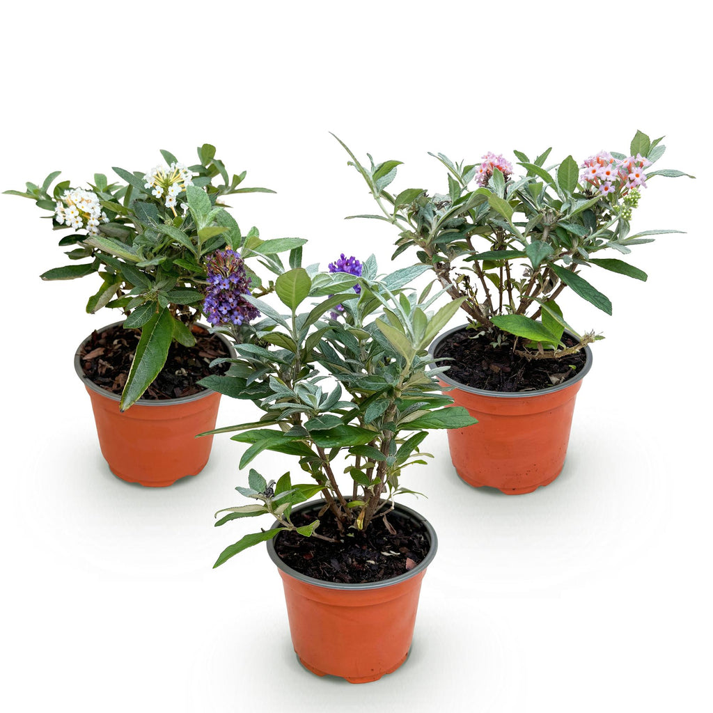 Tuinplant - Buddleja davidii Butterfly Candy Little Tricolour - Vlinderstruik - Compact - Roze-Wit-Lila - 3 Planten - Pot 12cm - Hoogte 20-25cm