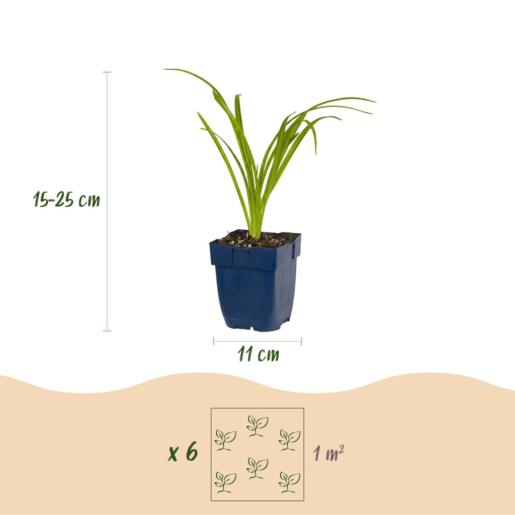 Vasteplant - Hemerocallis Arctic Snow - Daglelie - Bijen en Vlinderlokkers - Creme - 3 Planten - Pot 11cm - Hoogte 15-25cm