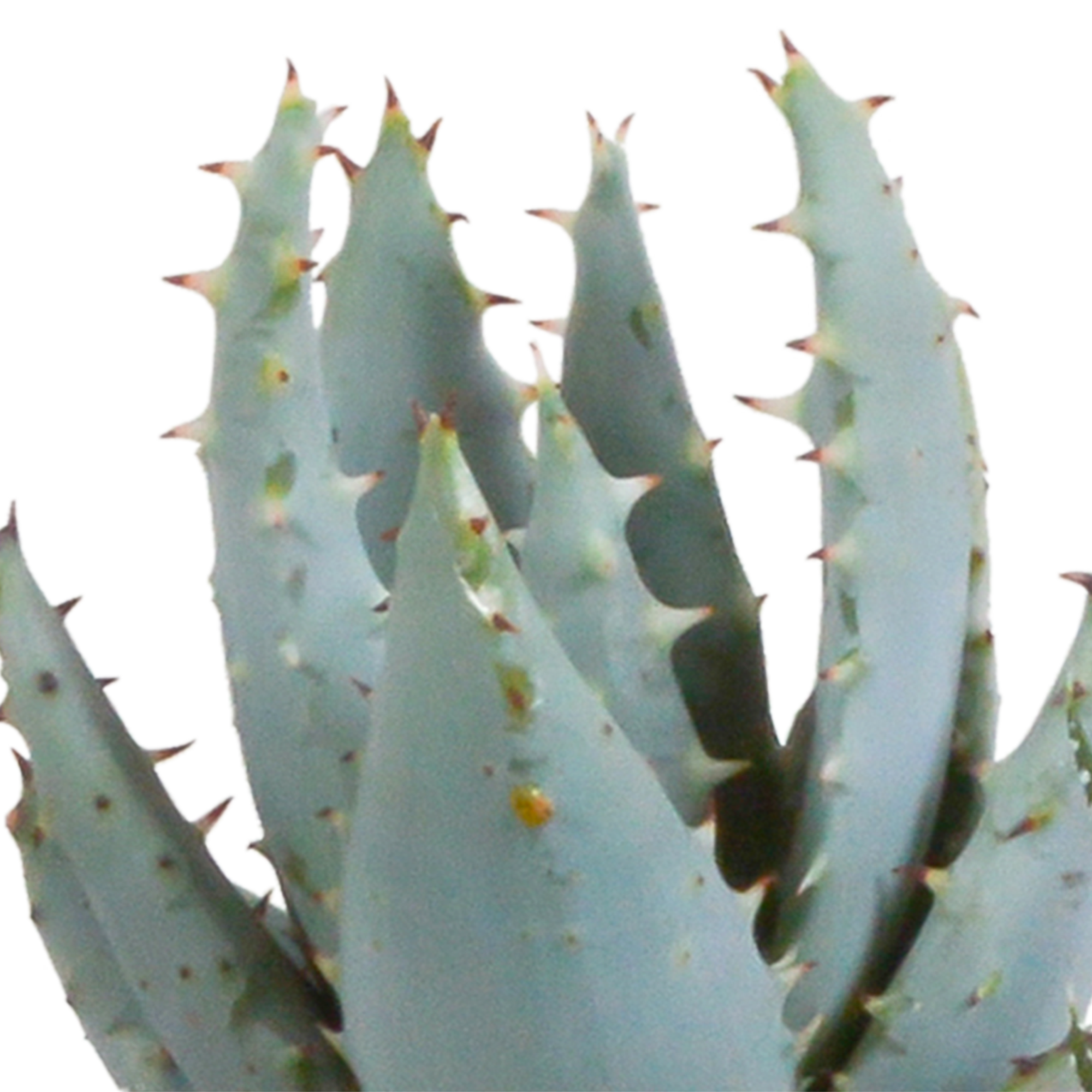 Gasteria/Haworthia mix 5,5cm - 5x - in Mexicaanse pot