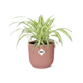 Chlorophytum Comosum Variegatum in ELHO Vibes Fold 14cm roze