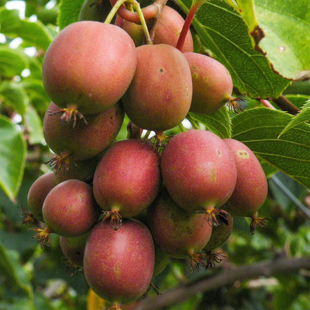 Fruitplant - Actinidia deliciosa Ken,s Red - Kiwiplant - Vrouwelijk - Rode Vrucht - 2 Planten - Pot 15cm - Hoogte 50cm