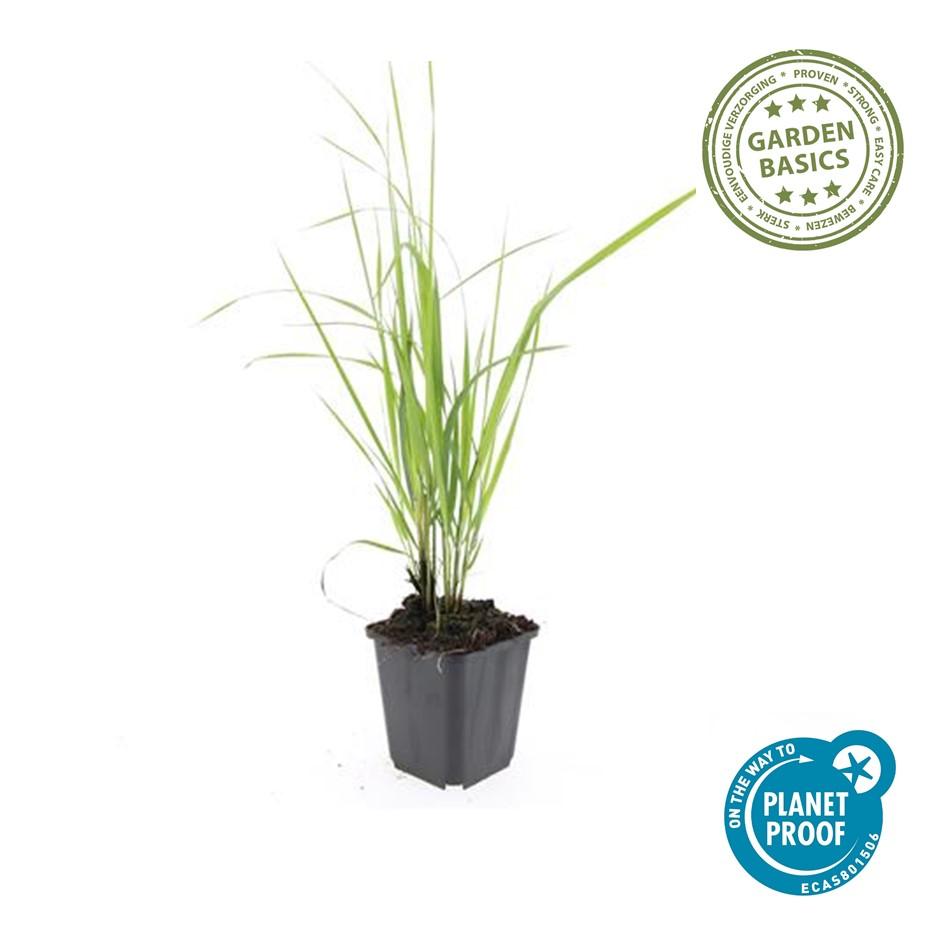 48x Calamagrostis acut. 'Karl Foerster'  - ↕10-25cm - Ø9cm