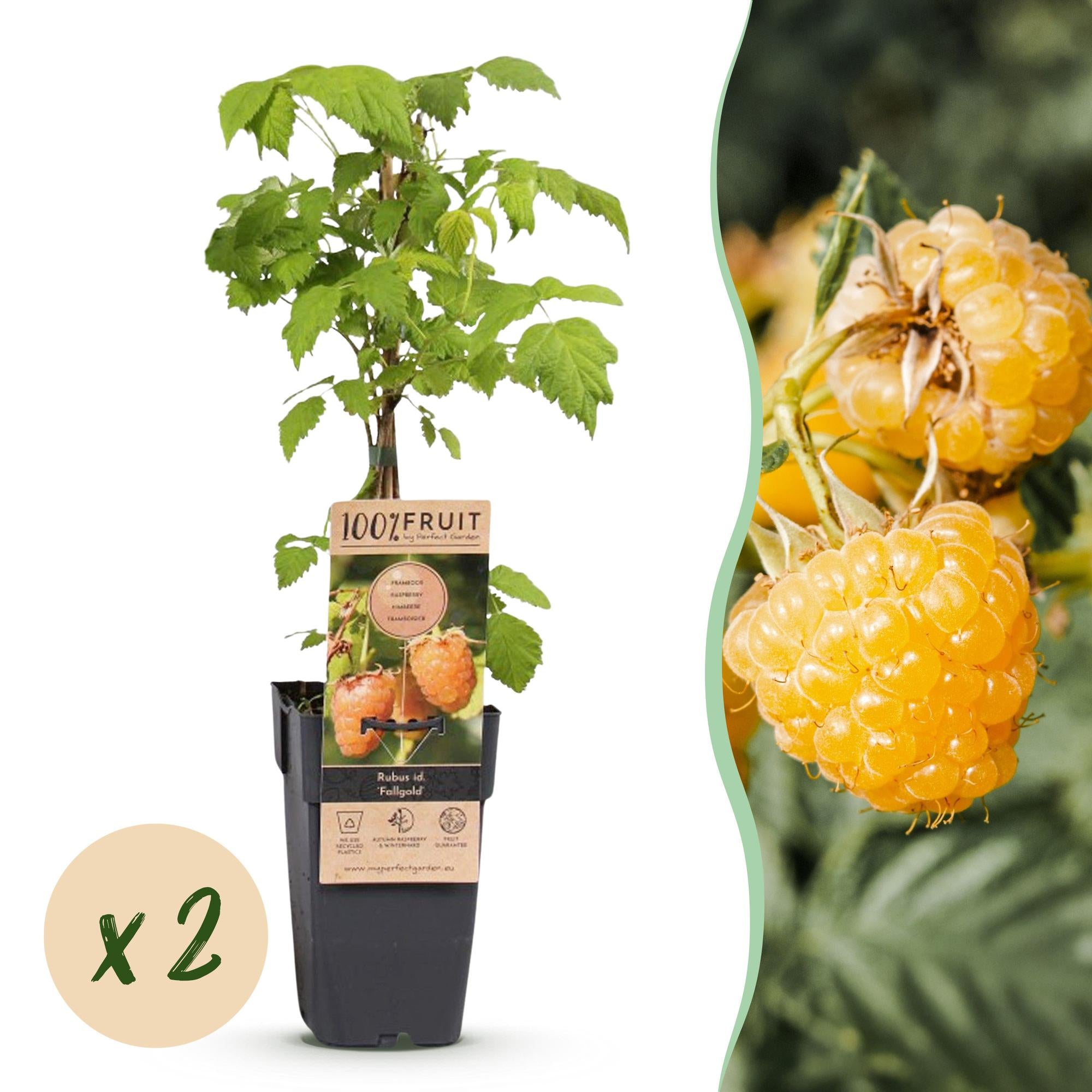 Fruitplant - Rubus idaeus Fallgold - Frambozenplant - Winterhard - Gele Framboos - 2 Planten - Pot 15cm - Hoogte 50cm