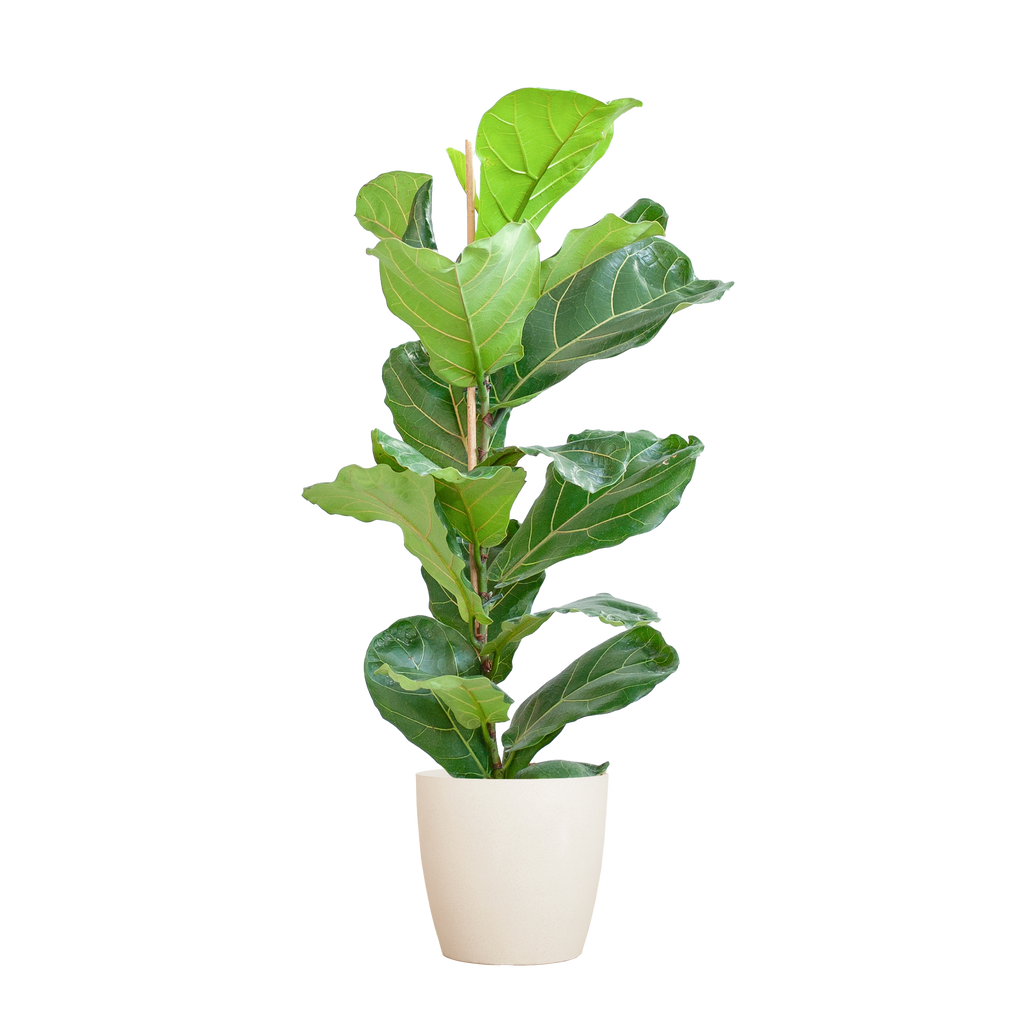 Ficus Lyrata met Potter pot wit - 80cm - Ø21