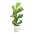 Ficus Lyrata met Potter pot wit - 80cm - Ø21