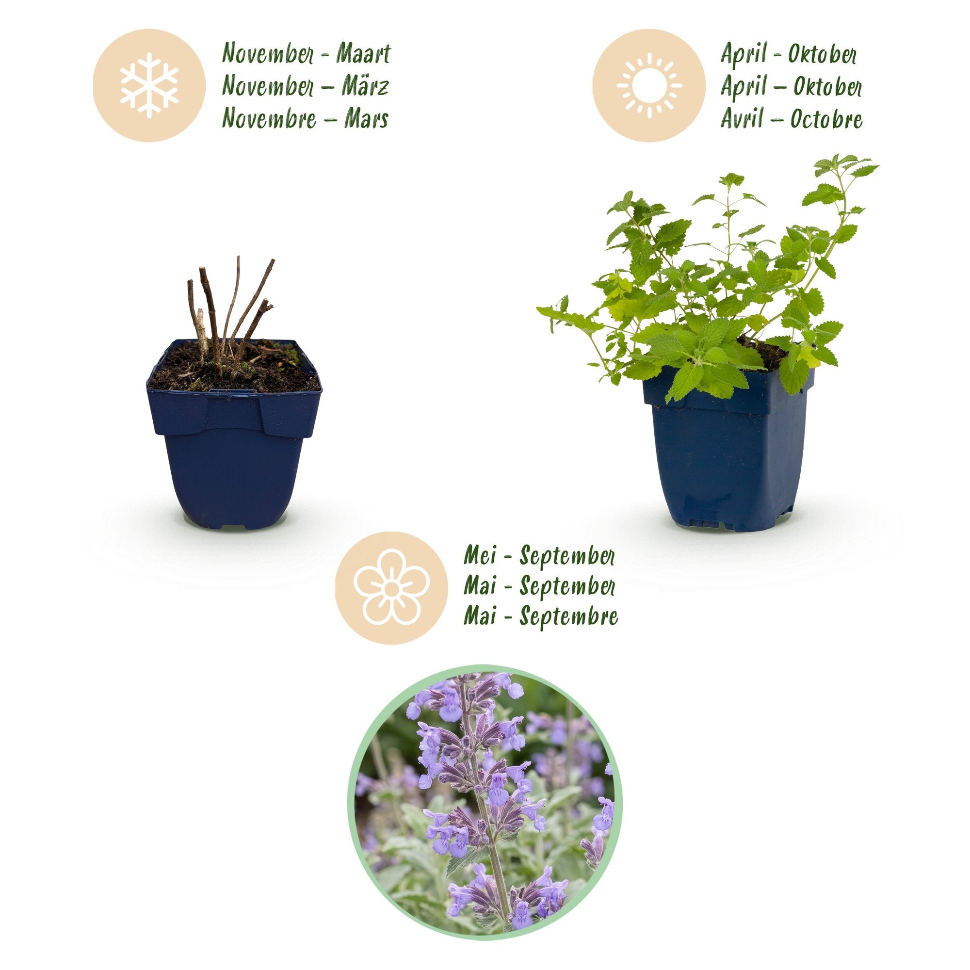 Vasteplant - Nepeta faassenii - Kattenkruid - Bijen- en vlinderlokkers - Paars - 24 Planten - Pot 11cm - Hoogte 15-25cm