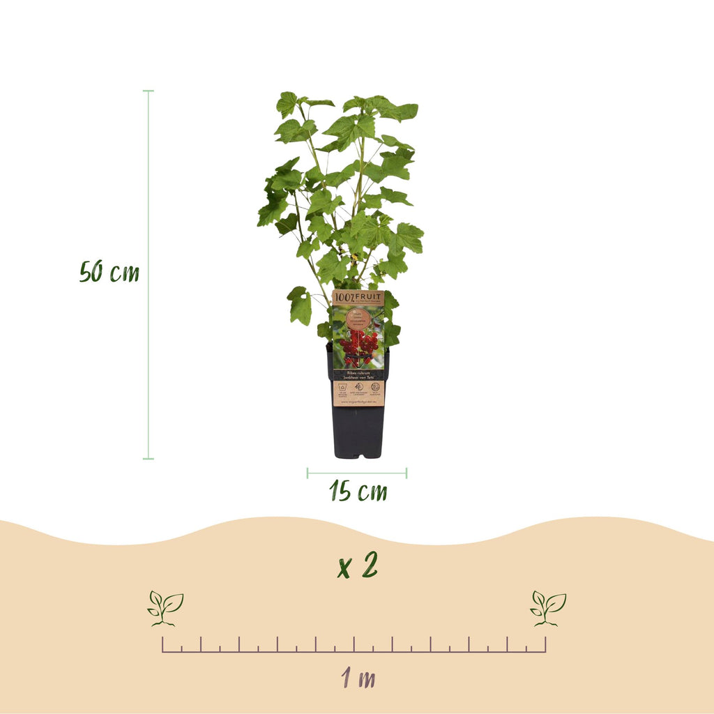 Fruitplant - Ribes-Rubes Mix - Tricolour - Winterhard - Rode Bes - Zwarte Braam - Gele Framboos - 3 Planten - Pot 15cm - Hoogte 50cm