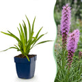 Vasteplant - Liatris spicata - Lampenkruid - Bijen- en vlinderlokkers - Paars - 24 Planten - Pot 11cm - Hoogte 15-25cm