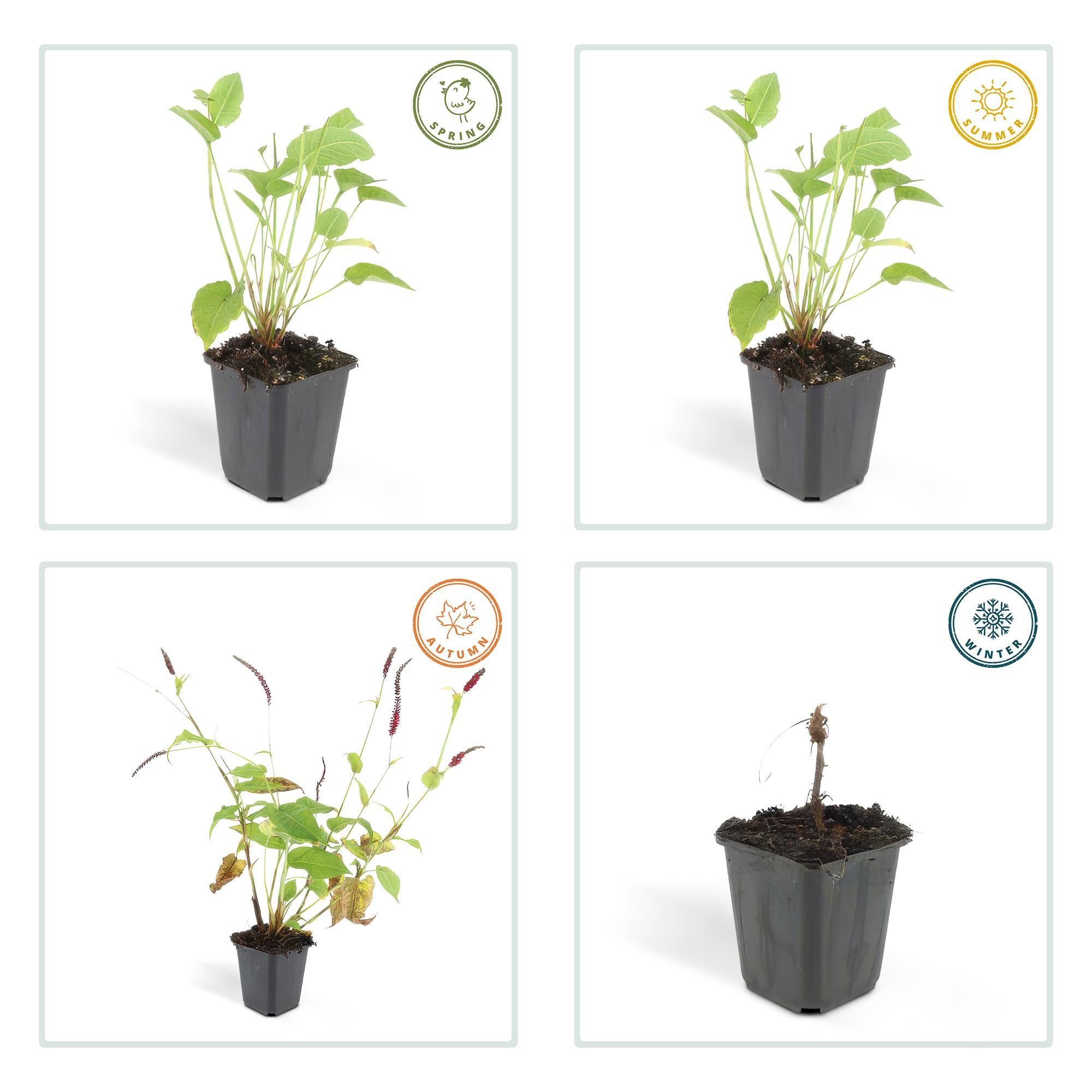 60x Persicaria amplexicaulis - ↕10-25cm - Ø9cm