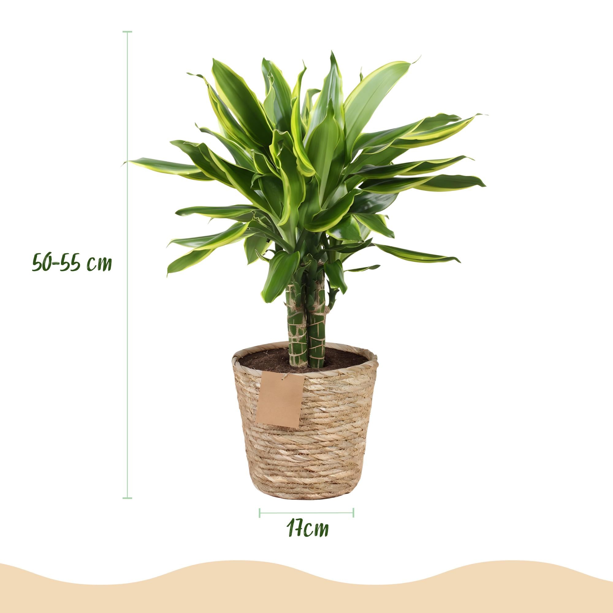 Green is... Kamerplanten - Dracaena fragrans Golden Coast - Drakenbloedboom - Weinig onderhoud - met mand - Groen - 2 Planten - Pot 17cm - Hoogte 50-55cm