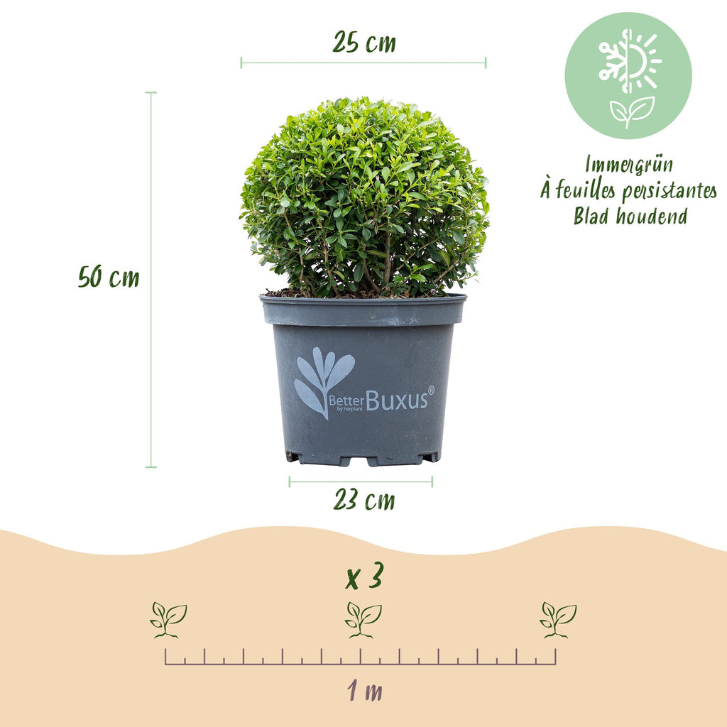 Buxus Bol - BetterBuxus Skylight - Resistant tegen de Buxus Schimmel - 2 planten - pot 23cm bol 25cm