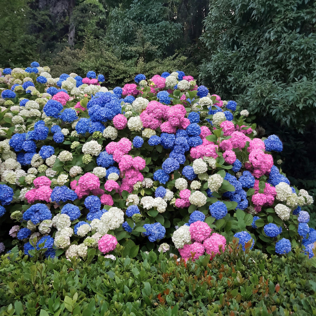 Hortensia - Hydrangea macrophylla Tricolour - Bloem Blauw, Roze en Wit  - 3 Planten - Bladverliezend - Weinig Onderhoud - Pot 17cm Hoogte 30cm
