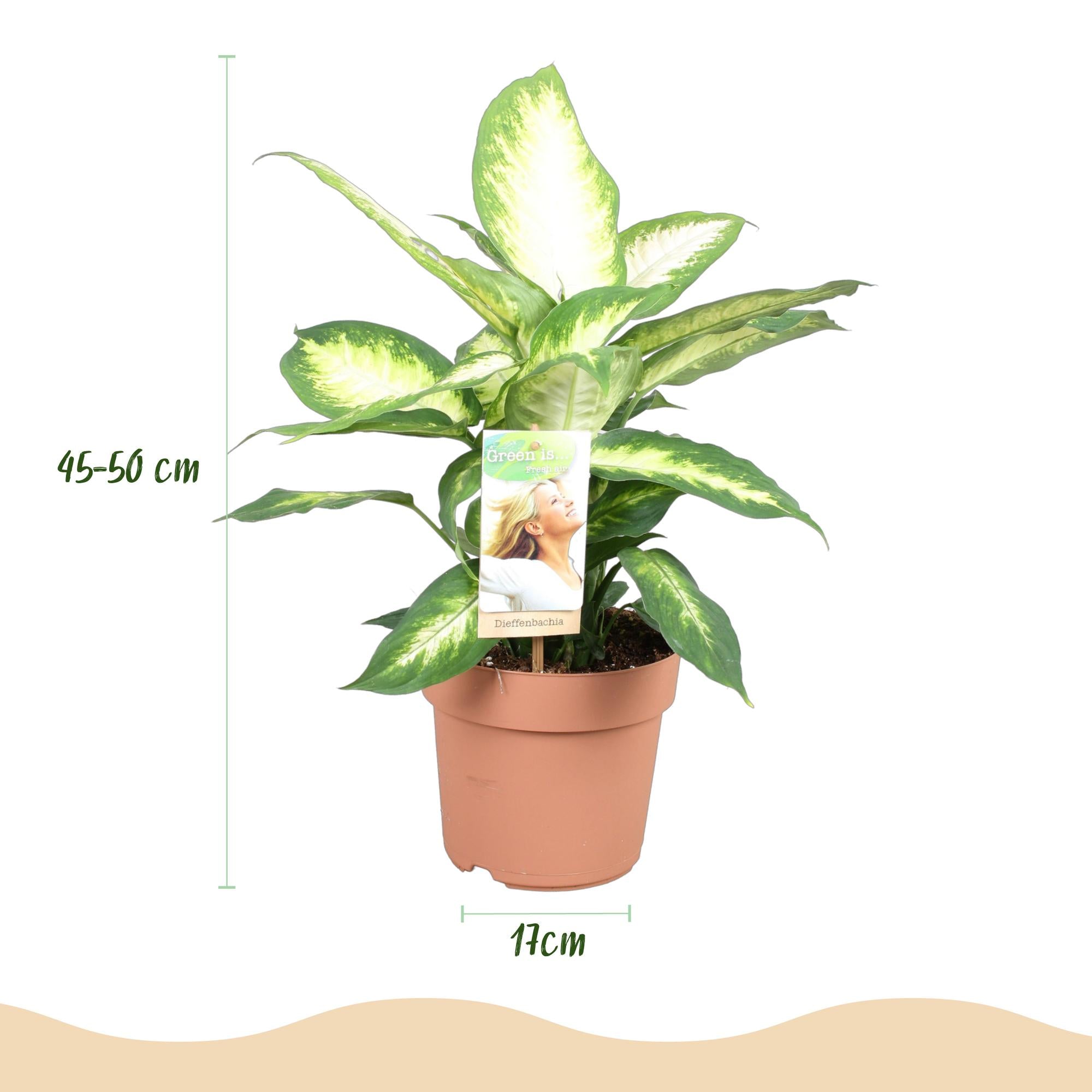 Green is... Kamerplanten - Diefenbachia Camilla - Dieffenbachia - Weinig onderhoud - Groen - 2 Planten - Pot 17cm - Hoogte 45-50cm