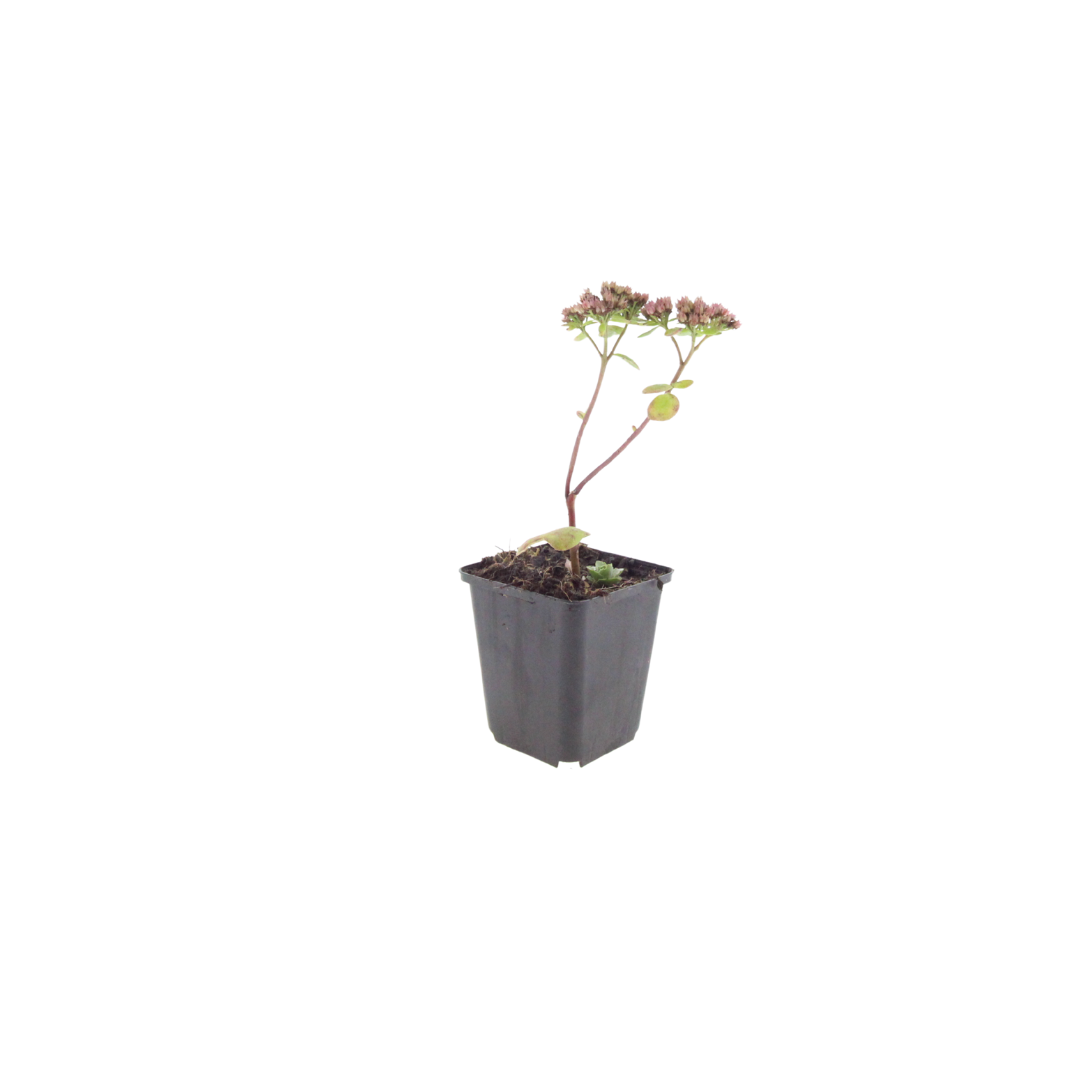 24x Sedum 'Matrona' - ↕10-25cm - Ø9cm