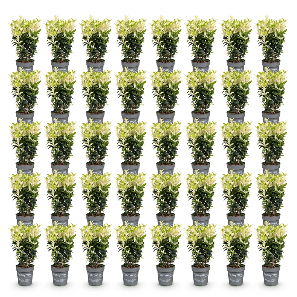 40x Euonymus japonica Paloma Blanca - Kardinaalsmuts - Haagplanten - Groenblijvend - Groen - Wit - Pot 9cm - Hoogte 20-30cm
