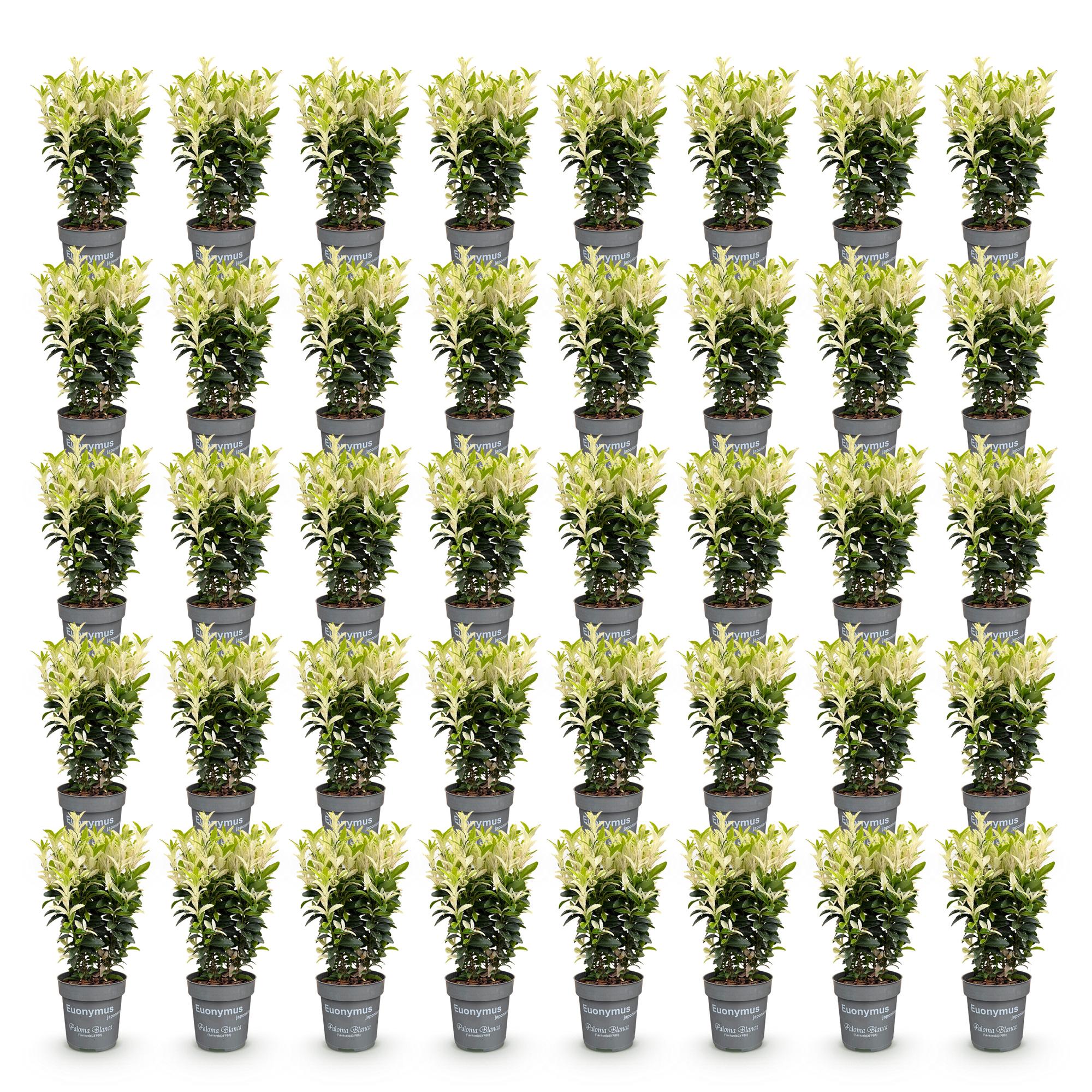 40x Euonymus japonica Paloma Blanca - Kardinaalsmuts - Haagplanten - Groenblijvend - Groen - Wit - Pot 9cm - Hoogte 20-30cm