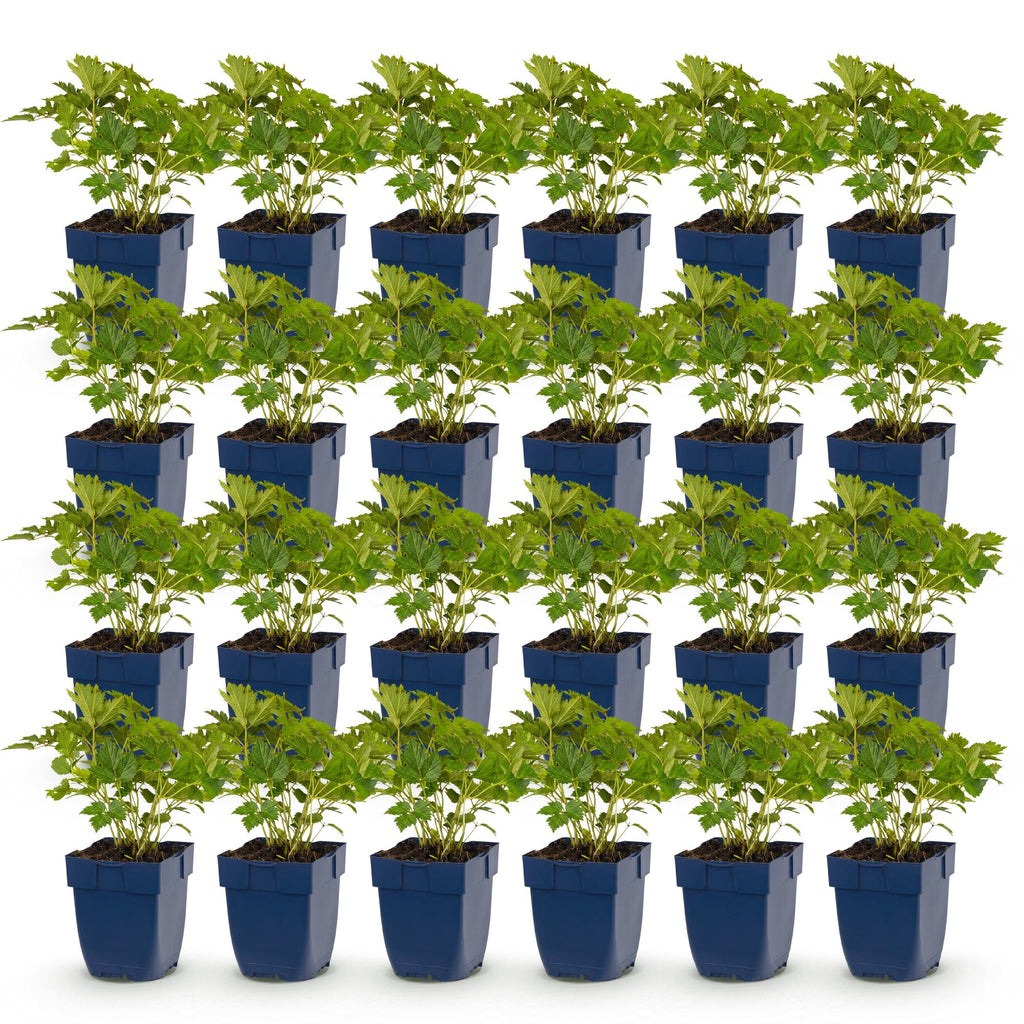 Vasteplant - Astilbe chin. Pumila - Pluimspirea - Schaduw - Paars - 24 Planten - Pot 11cm - Hoogte 15-25cm