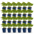 Vasteplant - Astilbe chin. Pumila - Pluimspirea - Schaduw - Paars - 24 Planten - Pot 11cm - Hoogte 15-25cm