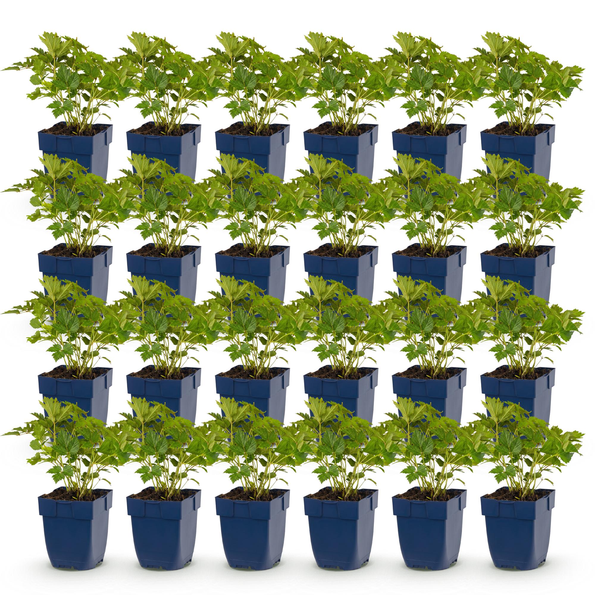 Vasteplant - Astilbe chin. Pumila - Pluimspirea - Schaduw - Paars - 24 Planten - Pot 11cm - Hoogte 15-25cm