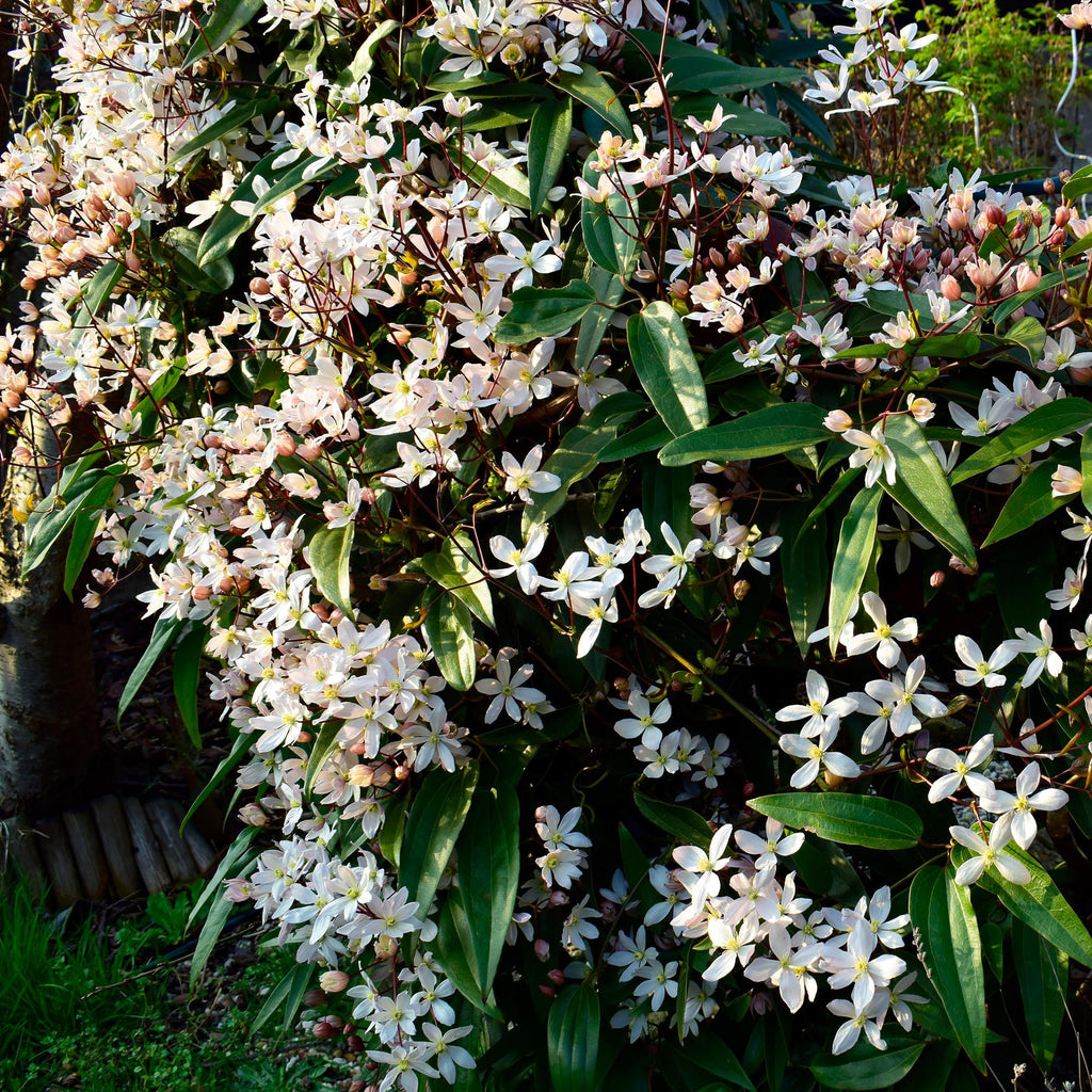 Klimplant - Clematis armandii - Bloem Wit - Groenblijvend - Weinig onderhoud - 1 plant Pot 11cm Hoogte 40cm