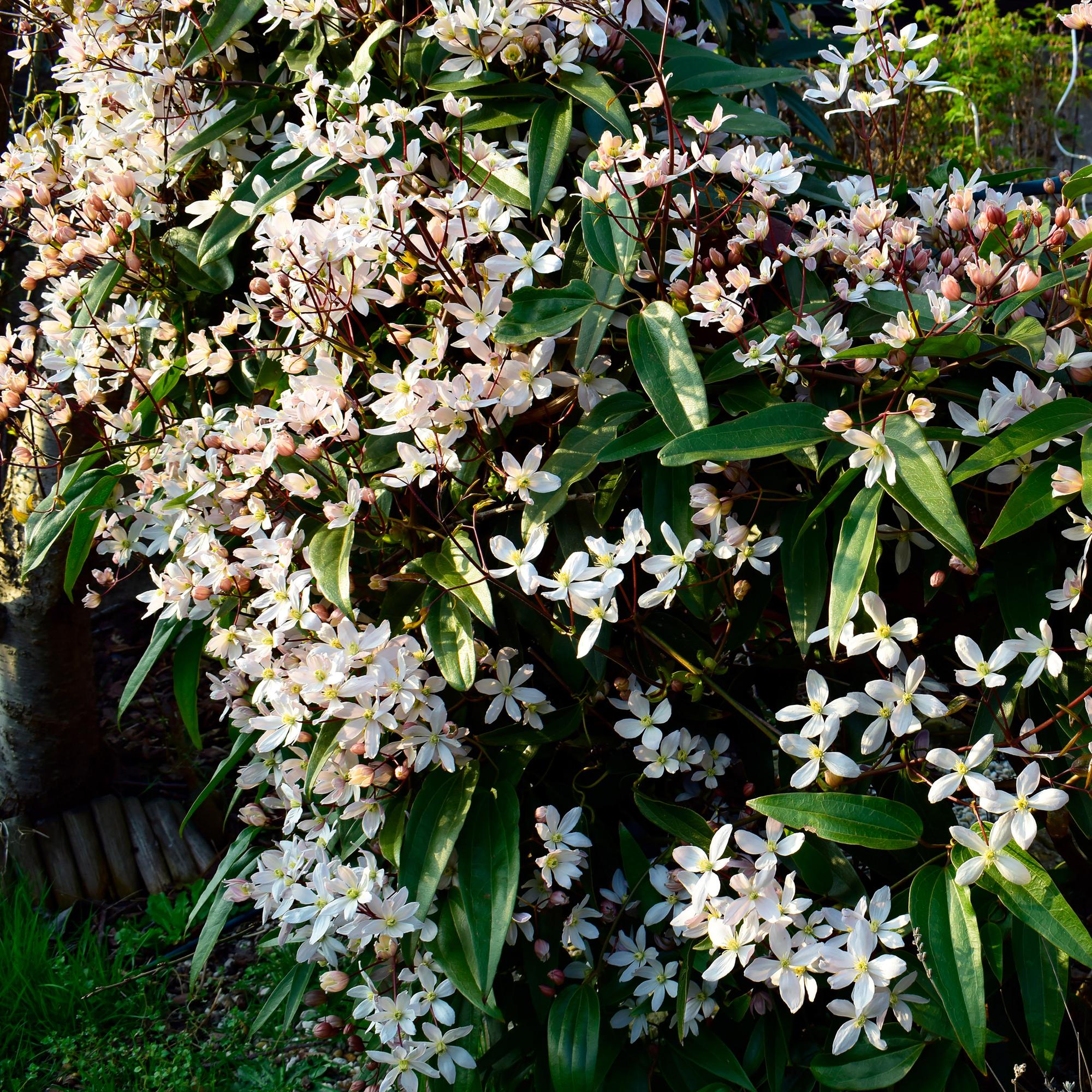 Klimplant - Clematis armandii - Bloem Wit - Groenblijvend - Weinig onderhoud - 1 plant Pot 11cm Hoogte 40cm