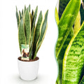 Kamerplanten - Sansevieria Laurentii - Vrouwentong - Weinig onderhoud - Groen - 1 Plant - met Potter Wit - Pot 21cm - Hoogte 70-80cm