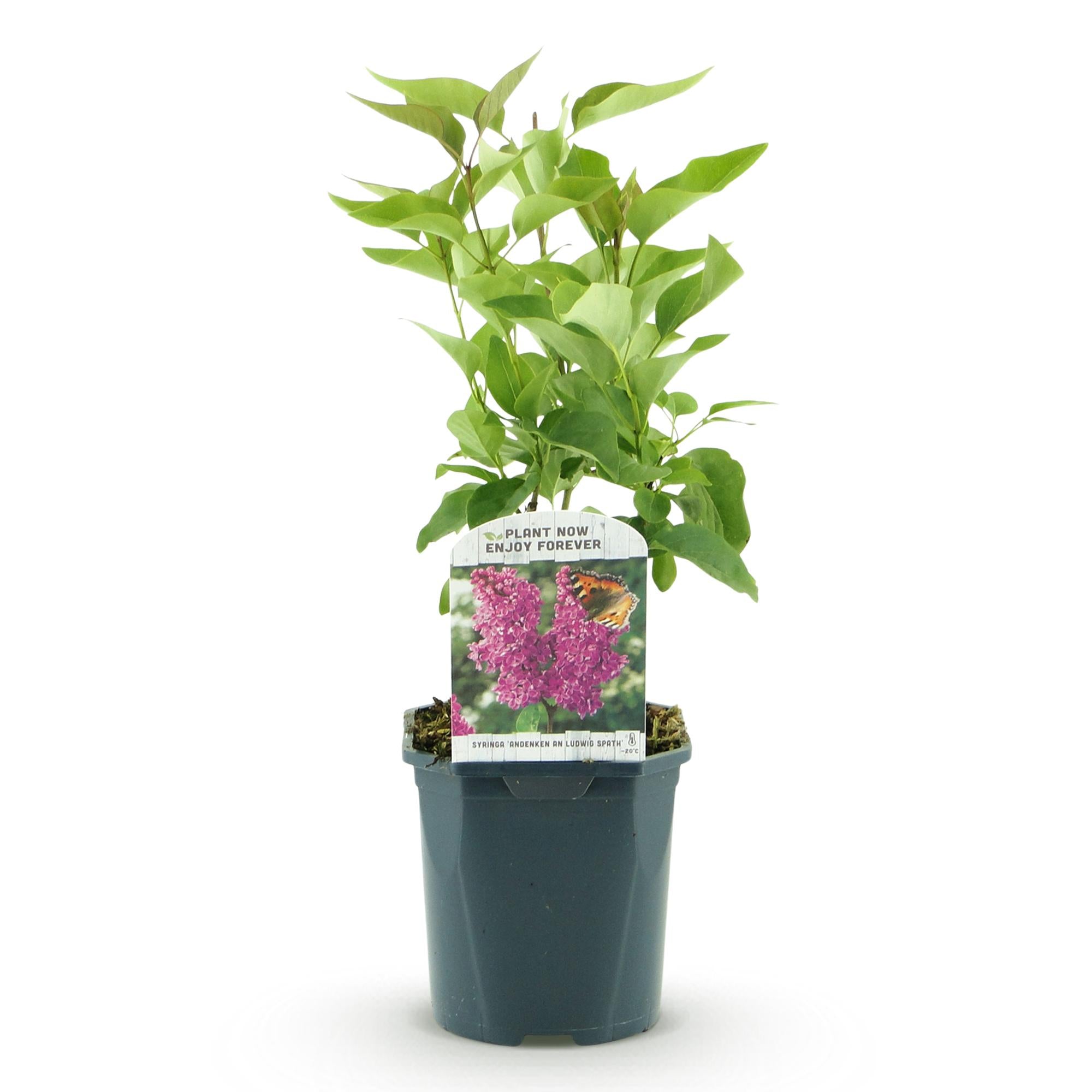 Tuinplant - Syringa vulgaris Ludwig Spath - Gewone Sering - Winterhard - Paars - 1 Plant - Pot 17cm - Hoogte 45cm