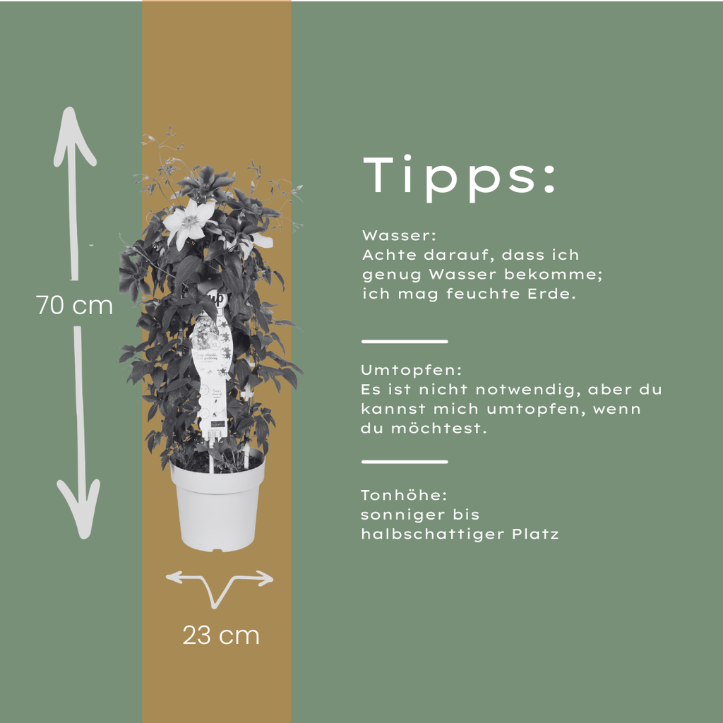 Clematis Double Up Barnadine + Masa 23cm