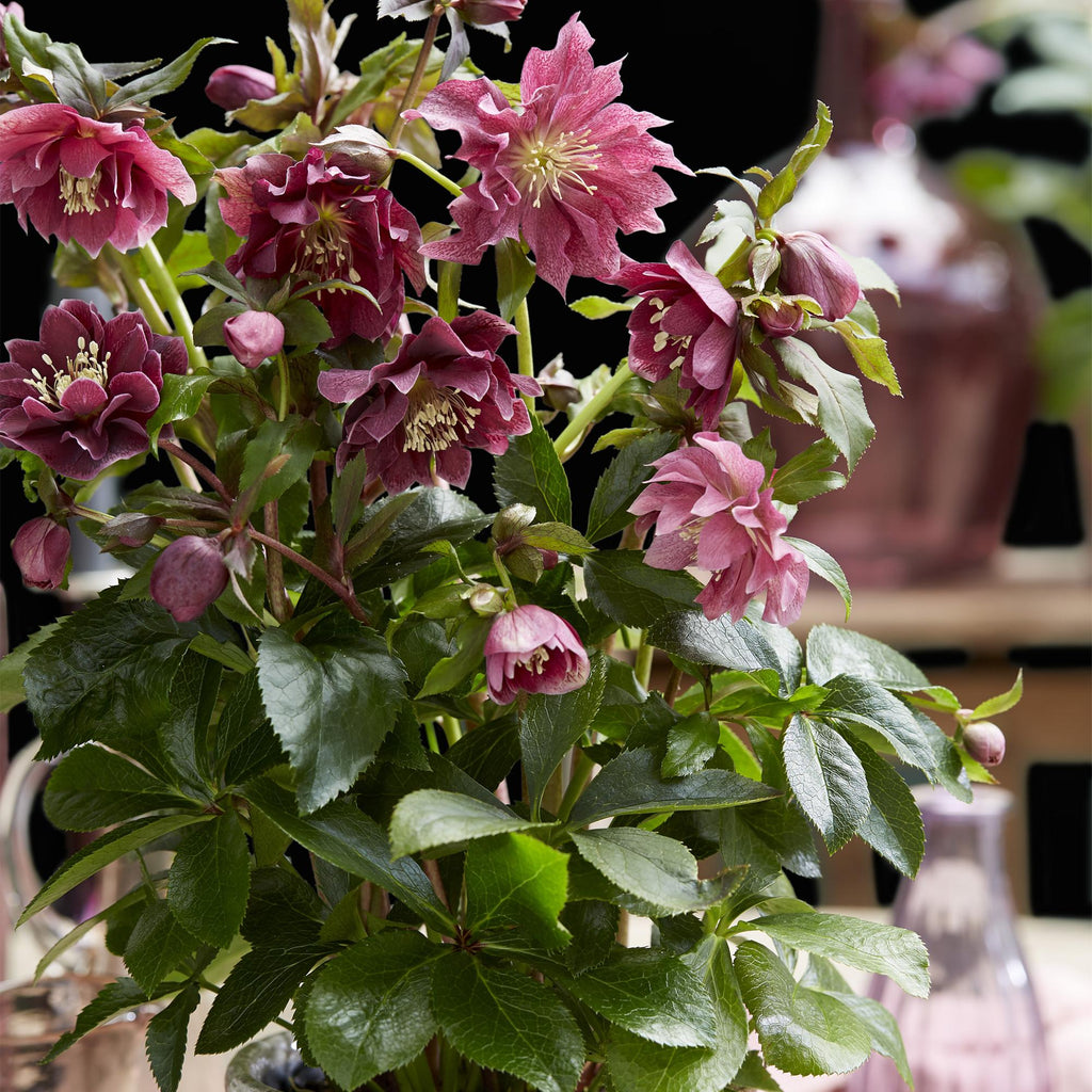 Tuinplant - Lenten Rose - Helleborus orientalis Double Ellen Red - Rode Bloem -1 Plant - Groenblijvend - Pot 14cm Hoogte 35cm