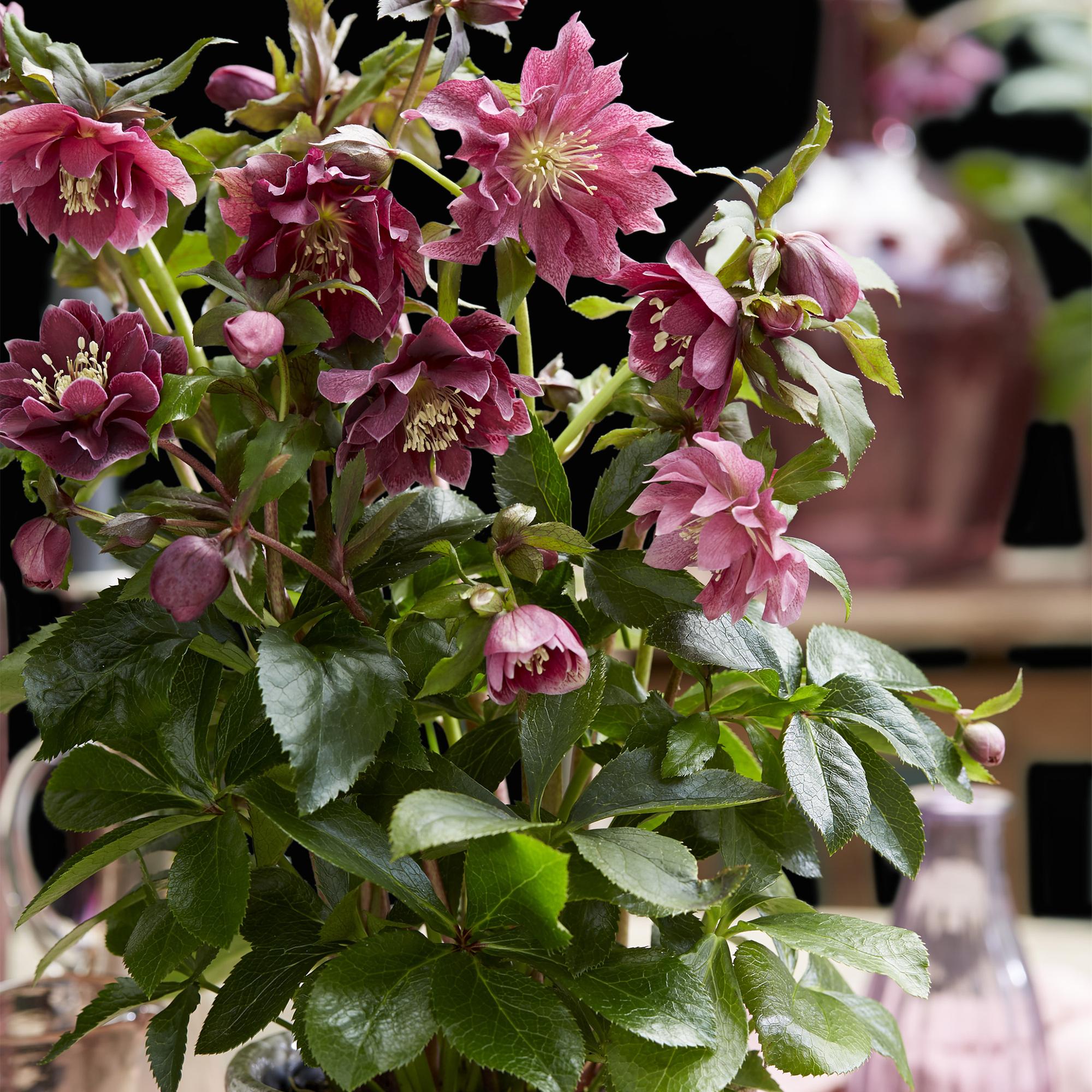 Tuinplant - Lenten Rose - Helleborus orientalis Double Ellen Red - Rode Bloem -1 Plant - Groenblijvend - Pot 14cm Hoogte 35cm