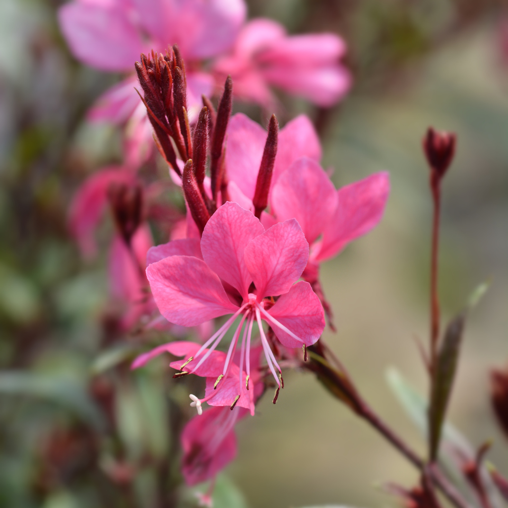 24x Gaura l. 'Siskiyou Pink' - ↕10-25cm - Ø9cm