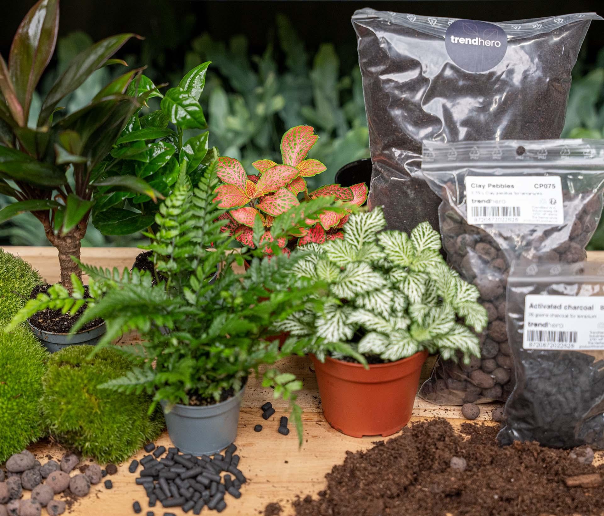 Planten terrarium navulling & startpakket - Jungle