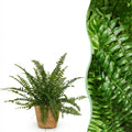Kamerplant - Nephrolepsis exaltata Green Lady - Varen - Huisdiervriendelijke Plant - Groen - 1 Plant - met Mand - Pot 12cm - Hoogte 25cm