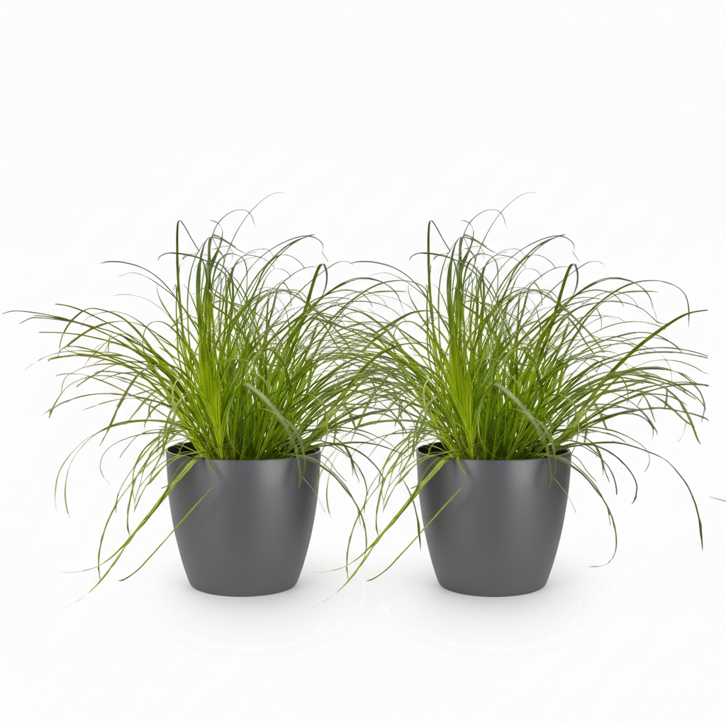 Kamerplant - Cyperus alternifolius Zumula - Kattengras - Huisdiervriendelijke Plant - Groen - 2 Planten - met Potter Grijs - Pot 12cm - Hoogte 20cm